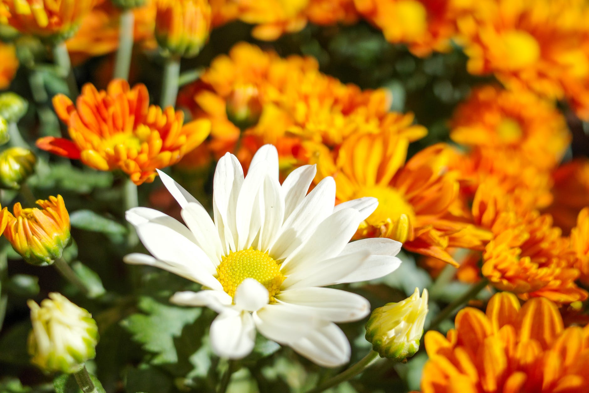 white daisy in bloom