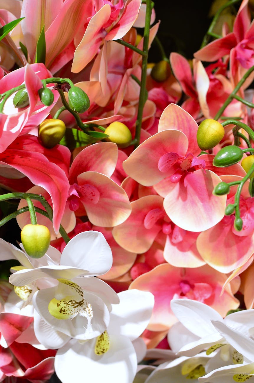 decorative bright blooming orchids with wavy petals